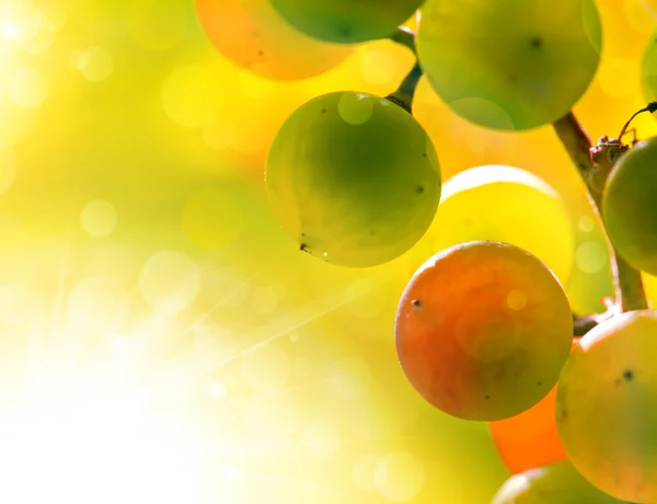 Napos szőlő — Stock Fotó