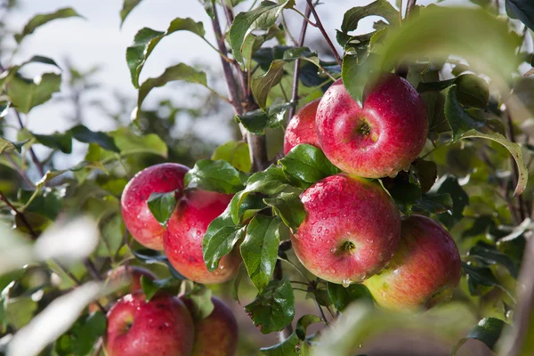 Manzanas rojas — Foto de Stock