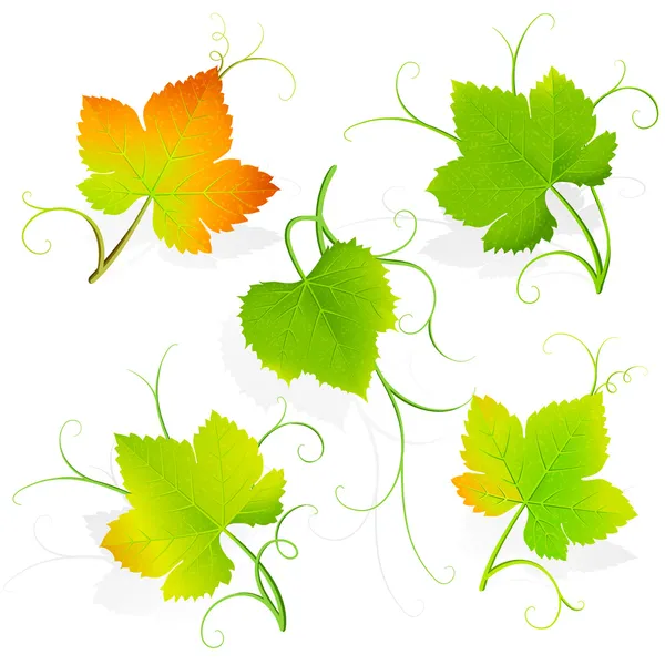 Grape leaves. Vector — Stock Vector
