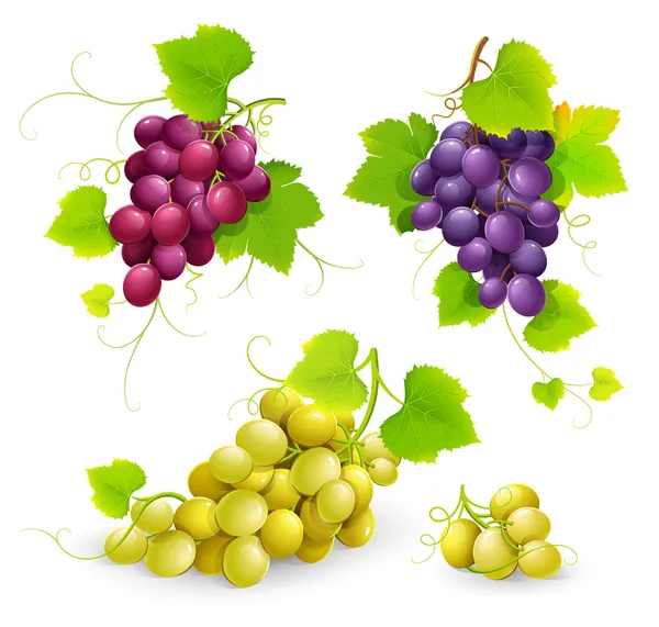 Bunches of grapes — Stock Vector