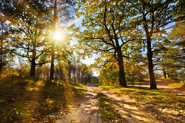 Güneşteki sonbahar ormanı — Stok fotoğraf