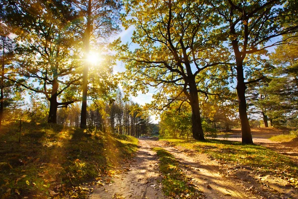 Høstskog i solen – stockfoto