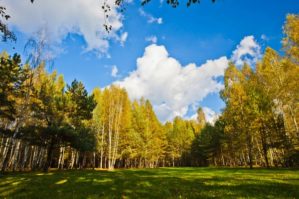 Skogsmark scen — Stockfoto