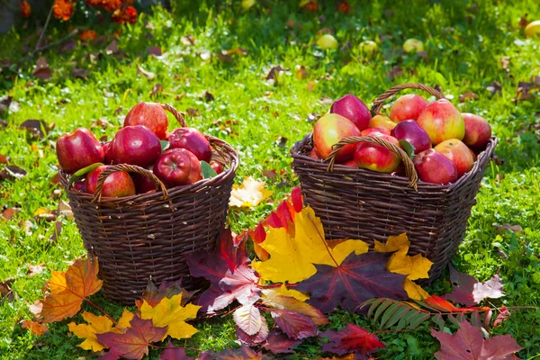 Корзина с красными яблоками — стоковое фото