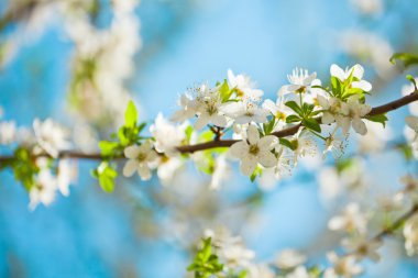 İlkbaharda elma ağaçlarının beyaz çiçekleri