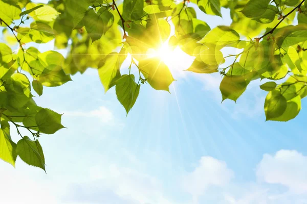 Gröna blad — Stockfoto