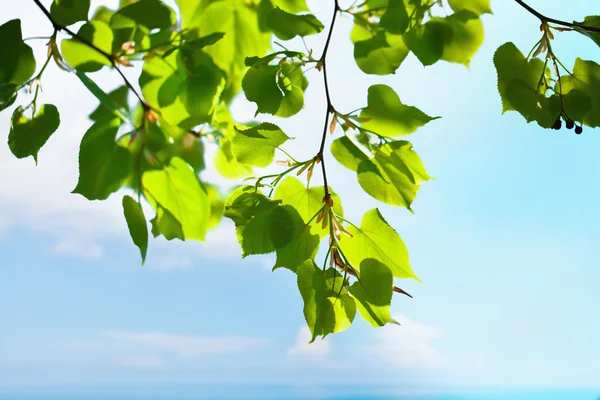 Gröna blad — Stockfoto