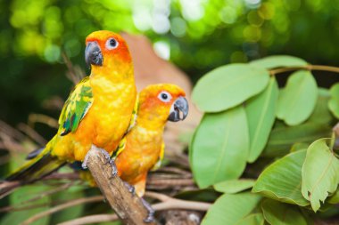 tropik papağan