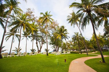 pahalı bir otelin palmiye ağaçlarında