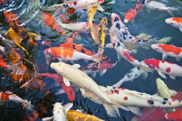 Carpa dourada — Fotografia de Stock