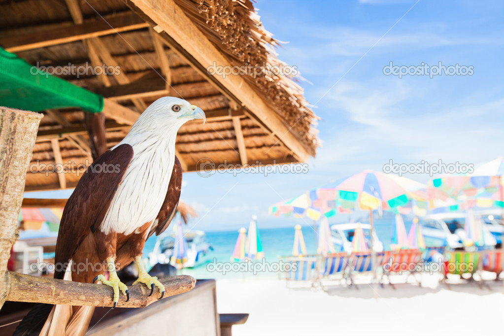 Eagle sitting at bar on beach