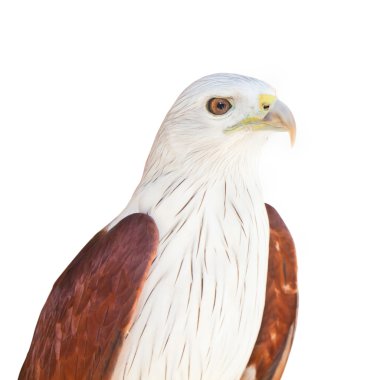kartal