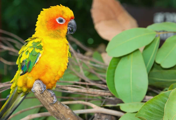 Tropikalna papuga — Zdjęcie stockowe