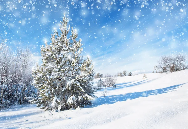 Winter achtergrond met spar — Stockfoto
