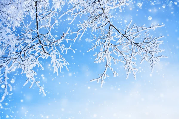 Winter background — Stock Photo, Image