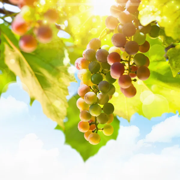 Sunny grapes — Stock Photo, Image