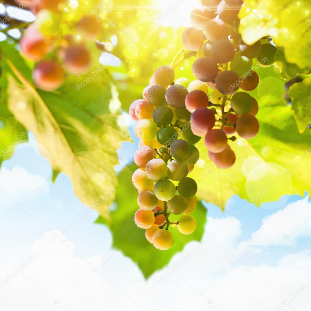 Sunny grapes