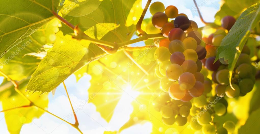 Fresh grape vine in bright sunshine