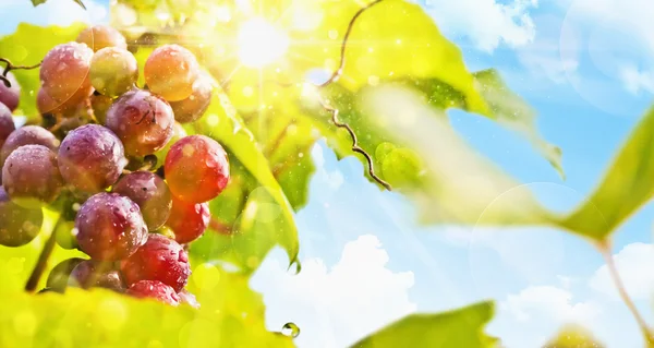 Sunny grapes — Stock Photo, Image