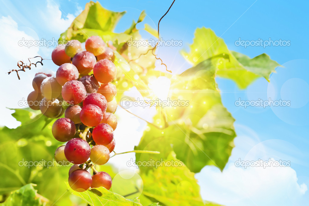 Sunny grapes