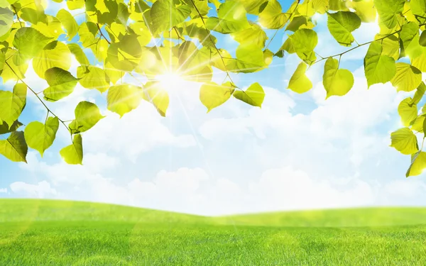 Green leaves and sun — Stock Photo, Image