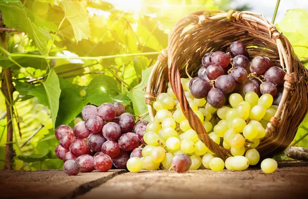 Grapes in a basket — Stock Photo, Image