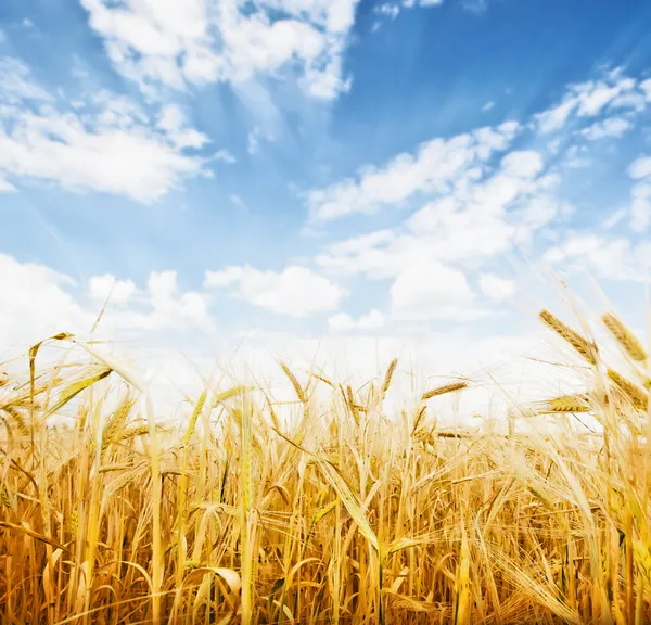 Campo di grano — Foto Stock