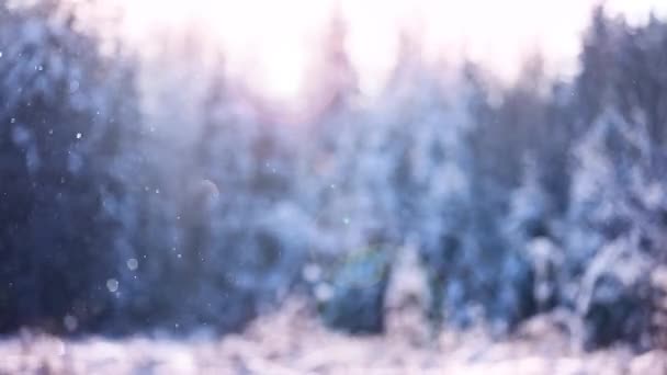 Winter Landscape with Snowflakes and Bright Bokeh — Stock Video