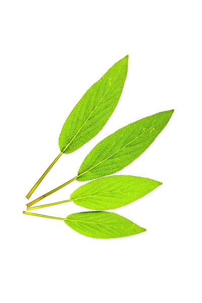 Sage - ซัลเวีย officinalis — ภาพถ่ายสต็อก
