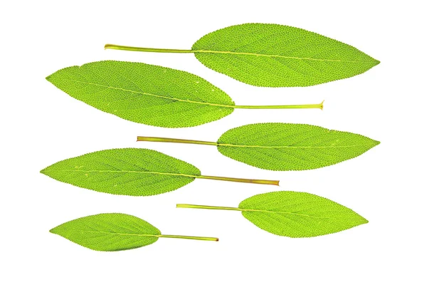 Sage - salvia officinalis — Stock Photo, Image
