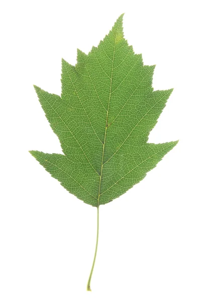 Árvore de serviço selvagem (Sorbus torminalis ) — Fotografia de Stock