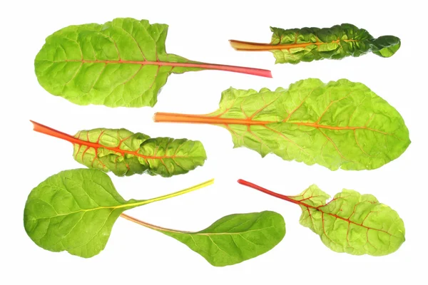 Chard (Beta vulgaris) — Stockfoto