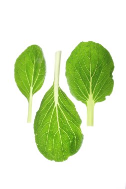 Çin lahanası (Brassica rapa chinensis)