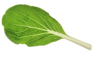 Çin lahanası (Brassica rapa chinensis)