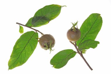 Ortak muşmulası (Mespilus germanica)