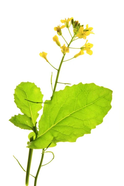 Roślina rzepak (Brassica napus) — Zdjęcie stockowe