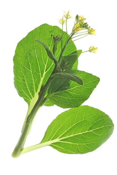 Bok choy (Brassica rapa chinensis) — Stock fotografie