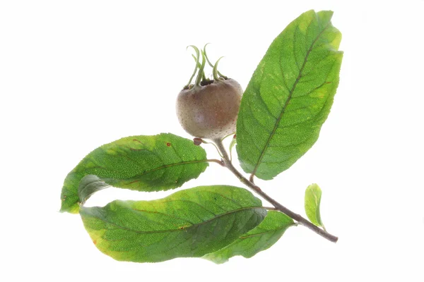 Загальні Мушмула (Mespilus germanica) — стокове фото