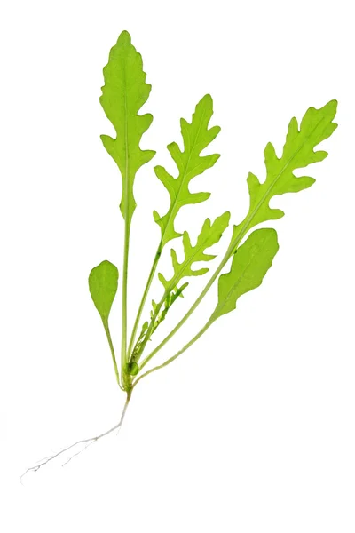 Arugula salad (Diplotaxis tenuifolia) — Stock Photo, Image