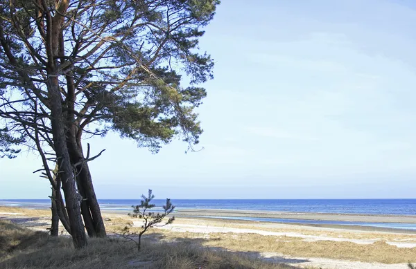 Coastal Forest — Stock Photo, Image