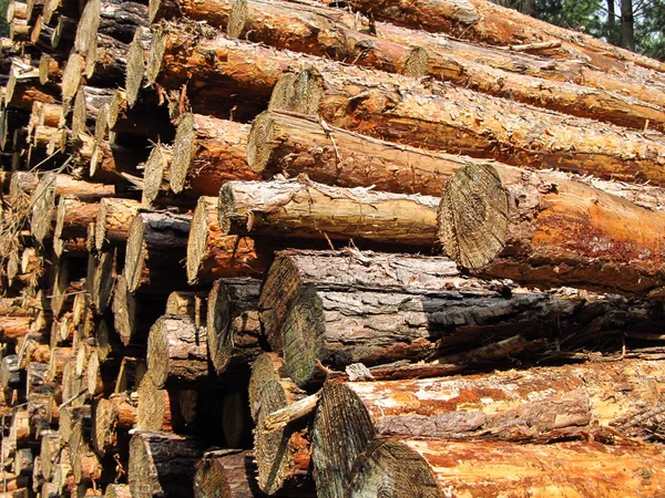 Stacked tree trunks — Stock Photo, Image