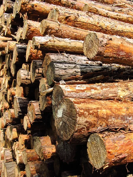 Stacked tree trunks — Stock Photo, Image