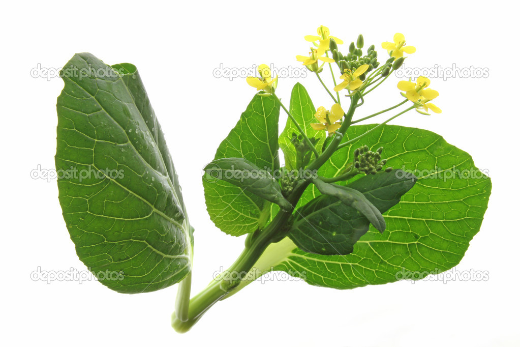 Bok Choi (Brassica rapa chinensis)