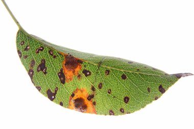Armut pas (Gymnosporangium fuscum)