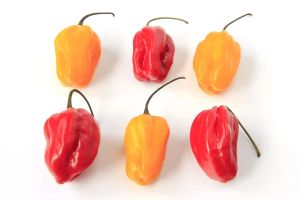 Habanero Peppers (Capsicum chinense) — Stok Foto