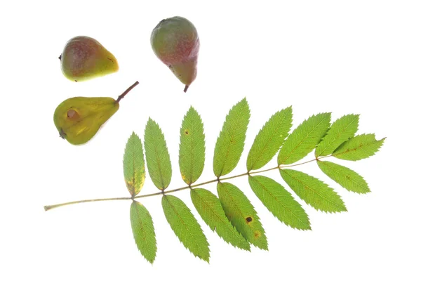 Sorb tree (Sorbus domestica) — Stock Photo, Image