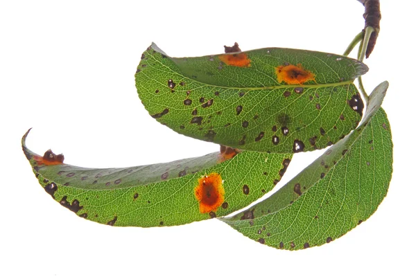 Грушевая ржавчина (Gymnosporangium fuscum ) — стоковое фото