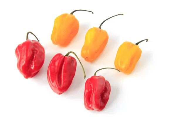 Habanero Peppers (Capsicum chinense) — Stok Foto