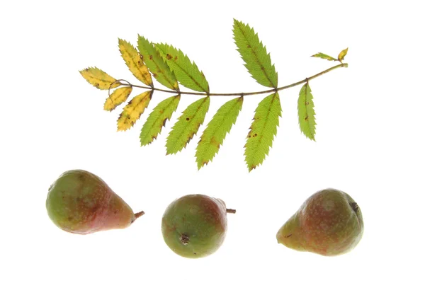 Sorb träd (Sorbus domestica) — Stockfoto