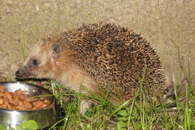 European hedgehog (Erinaceus europaeus) clipart